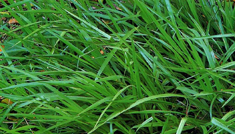 Argentine Bahiagrass BAHIA Grass Lawn Seeds